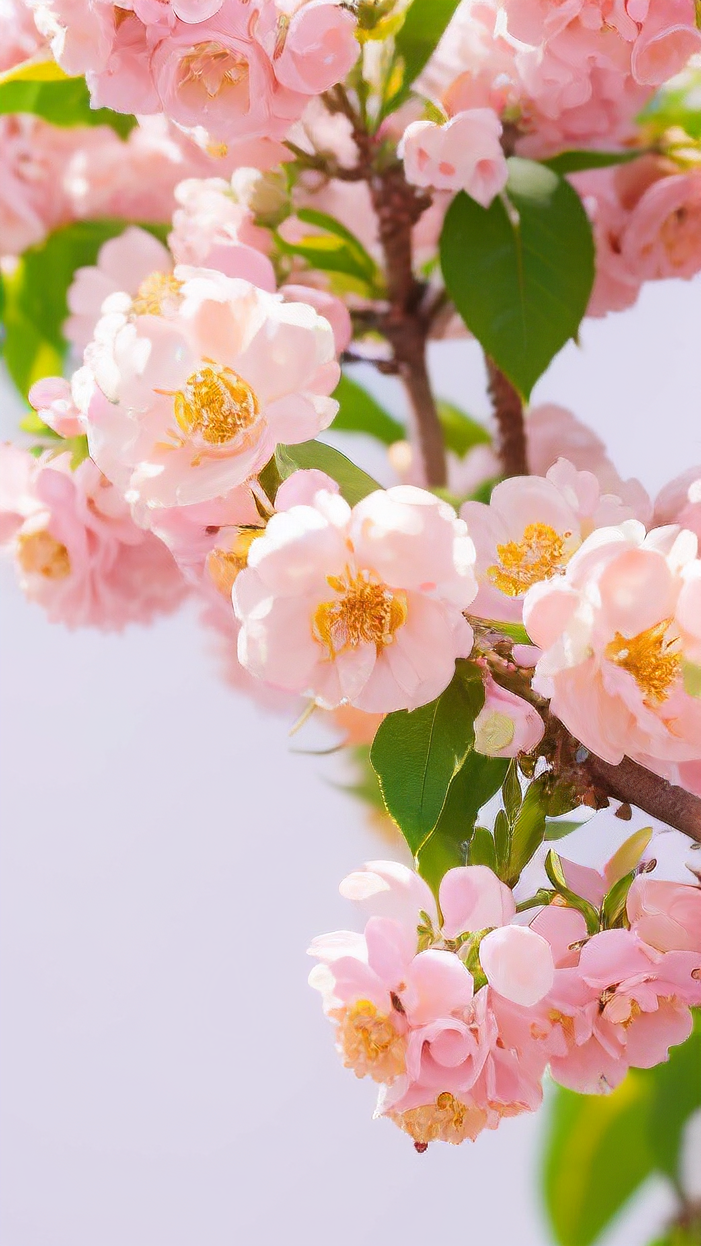桃花运什么