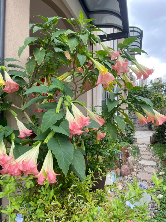 招正缘厉害花
