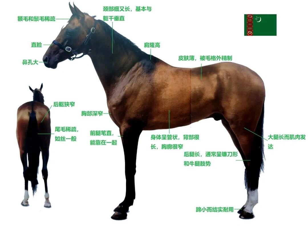 科普展现:马别称及美名（马的别名还有什么）