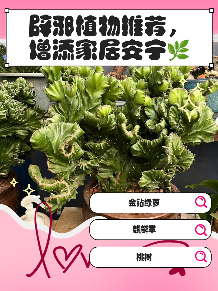 科普展现:辟邪植物有哪些（辟邪植物的摆放）