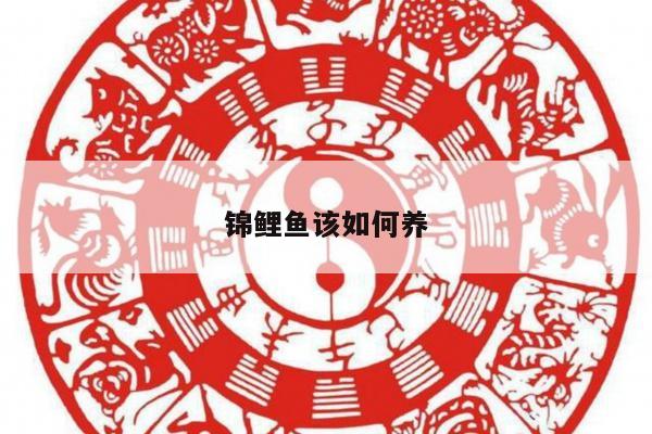 锦鲤鱼该如何养
