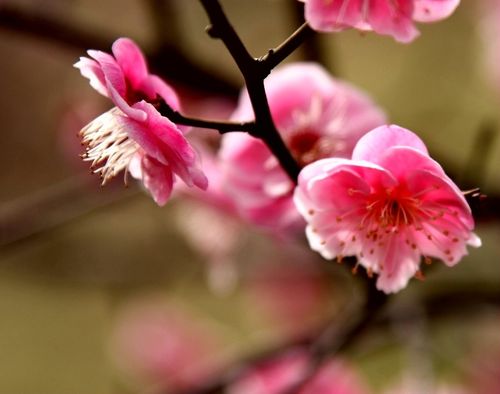 新梅花三弄澳门资料正版,新梅花三弄澳门资料库