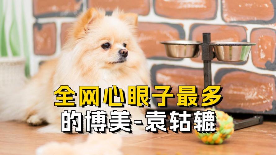狗狗与你的故事,狗狗与你的故事剧照